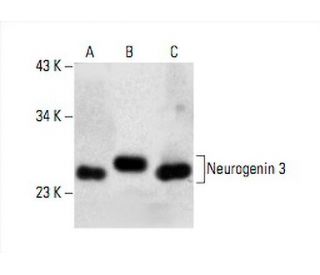 Neurogenin 3 Antibody (E-8) - Western Blotting - Image 392575 