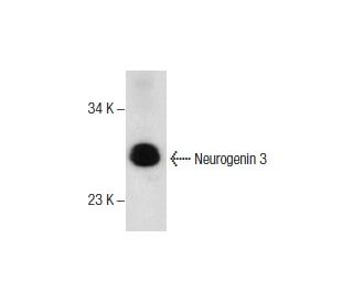 Neurogenin 3 Antibody (E-8) - Western Blotting - Image 157522