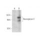 Neuroglycan C Antibody (A-7) - Western Blotting - Image 300500