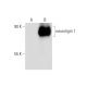 neuroligin 1 Antibody (F-7) - Western Blotting - Image 143612