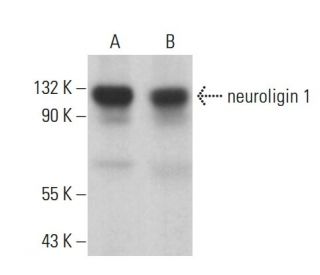 neuroligin 1 Antibody (A-4) - Western Blotting - Image 378140Each CRISPR/Cas9 Knockout (KO) Plasmid product consists of a pool of 3 plasmids designed to ensure identification and cleavage of a specific gene for maximum knockout efficiency. Each plasmid encodes a unique 20 nt sequence derived from the GeCKO (v2) library. 