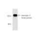 neuroligin 3 Antibody (C-3) - Western Blotting - Image 56697