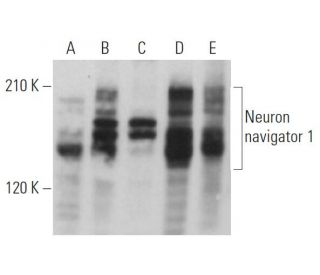 Neuron navigator 1 Antibody (G-12) - Western Blotting - Image 367250 