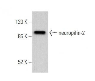 neuropilin-2 Antibody (C-9) - Western Blotting - Image 380732
