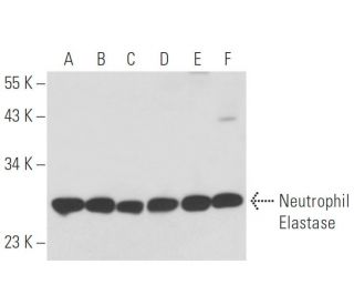 Neutrophil Elastase Antibody (201) - Western Blotting - Image 16226