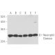 Neutrophil Elastase Antibody (201) - Western Blotting - Image 16226