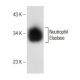 Neutrophil Elastase Antibody (D-7) - Western Blotting - Image 146465 