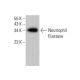 Neutrophil Elastase Antibody (D-7) - Western Blotting - Image 377039