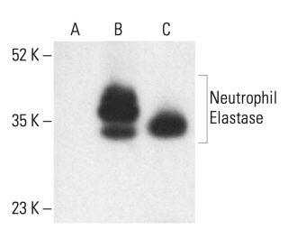 Neutrophil Elastase Antibody (D-7) - Western Blotting - Image 401874 