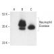 Neutrophil Elastase Antibody (D-7) - Western Blotting - Image 401874 