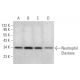 Neutrophil Elastase Antibody (F-1) - Western Blotting - Image 375135 