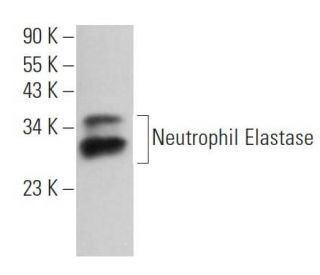 Neutrophil Elastase Antibody (NP57) - Western Blotting - Image 361490