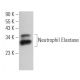 Neutrophil Elastase Antibody (NP57) - Western Blotting - Image 361490