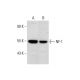 NF-1 Antibody (F-2) - Western Blotting - Image 308332