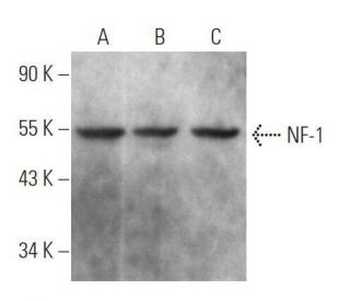 NF-1 Antibody (F-2) - Western Blotting - Image 356293 