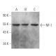 NF-1 Antibody (F-2) - Western Blotting - Image 356293 