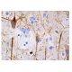 NF-H Antibody (A-12) - Immunohistochemistry - Image 157938 