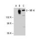NF-H Antibody (A-12) - Western Blotting - Image 49249 