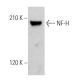 NF-H Antibody (A-12) - Western Blotting - Image 362284