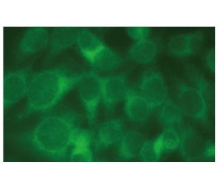 NF-H Antibody (H-5) - Immunofluorescence - Image 114167 