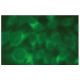 NF-H Antibody (H-5) - Immunofluorescence - Image 114167 