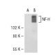 NF-H Antibody (H-5) - Western Blotting - Image 51651
