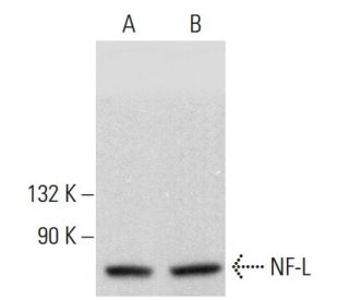 NF-L Antibody (F-12) - Western Blotting - Image 381928 