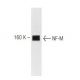 NF-M Antibody (3H11) - Western Blotting - Image 67337 