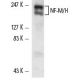 NF-M/H Antibody (RMdO-20) - Western Blotting - Image 9544 