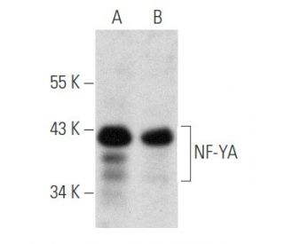 NF-YA Antibody (G-2) - Western Blotting - Image 354824 