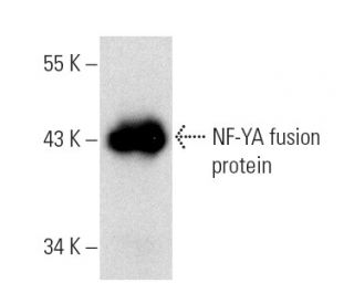 NF-YA Antibody (G-2) - Western Blotting - Image 1013Each CRISPR/Cas9 Knockout (KO) Plasmid product consists of a pool of 3 plasmids designed to ensure identification and cleavage of a specific gene for maximum knockout efficiency. Each plasmid encodes a unique 20 nt sequence derived from the GeCKO (v2) library.
