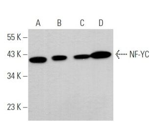 NF-YC Antibody (C-2) - Western Blotting - Image 373587 