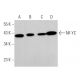 NF-YC Antibody (C-2) - Western Blotting - Image 373587 