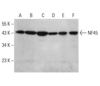 NF45 Antibody (G-3) - Western Blotting - Image 381135 