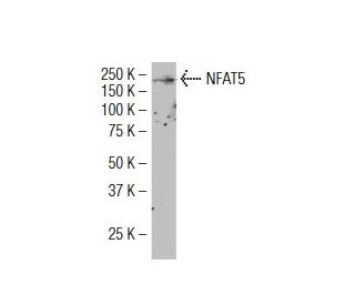 NFAT5 Antibody (37X) - Western Blotting - Image 34462