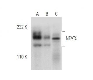 NFAT5 Antibody (F-9) - Western Blotting - Image 301475 