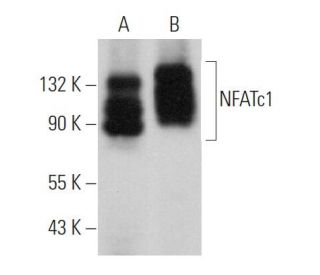 NFATc1 Antibody (H-10) - Western Blotting - Image 375923 