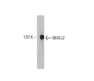 NFATc2 Antibody (1) - Western Blotting - Image 127512