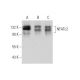 NFATc2 Antibody (A-2) - Western Blotting - Image 333578 