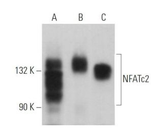 NFATc2 Antibody (A-2) - Western Blotting - Image 361042 