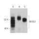 NFATc2 Antibody (A-2) - Western Blotting - Image 361042 