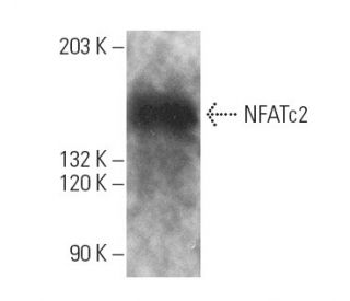 NFATc2 Antibody (G1-D10) - Western Blotting - Image 1018