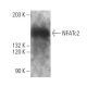 NFATc2 Antibody (G1-D10) - Western Blotting - Image 1018