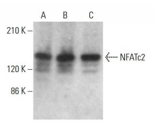 NFATc2 Antibody (4G6-G5) - Western Blotting - Image 379211
