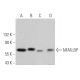 NFATc2IP Antibody (B-1) - Western Blotting - Image 367664
