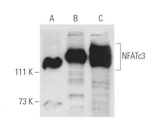 NFATc3 Antibody (F-1) - Western Blotting - Image 1021 