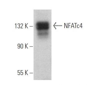 NFATc4 Antibody (A-2) - Western Blotting - Image 375109 