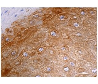 NFATc4 Antibody (B-2) - Immunohistochemistry - Image 160213 