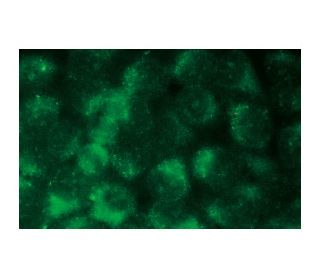 NFATc4 Antibody (F-3) - Immunofluorescence - Image 132752 