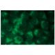NFATc4 Antibody (F-3) - Immunofluorescence - Image 132752 